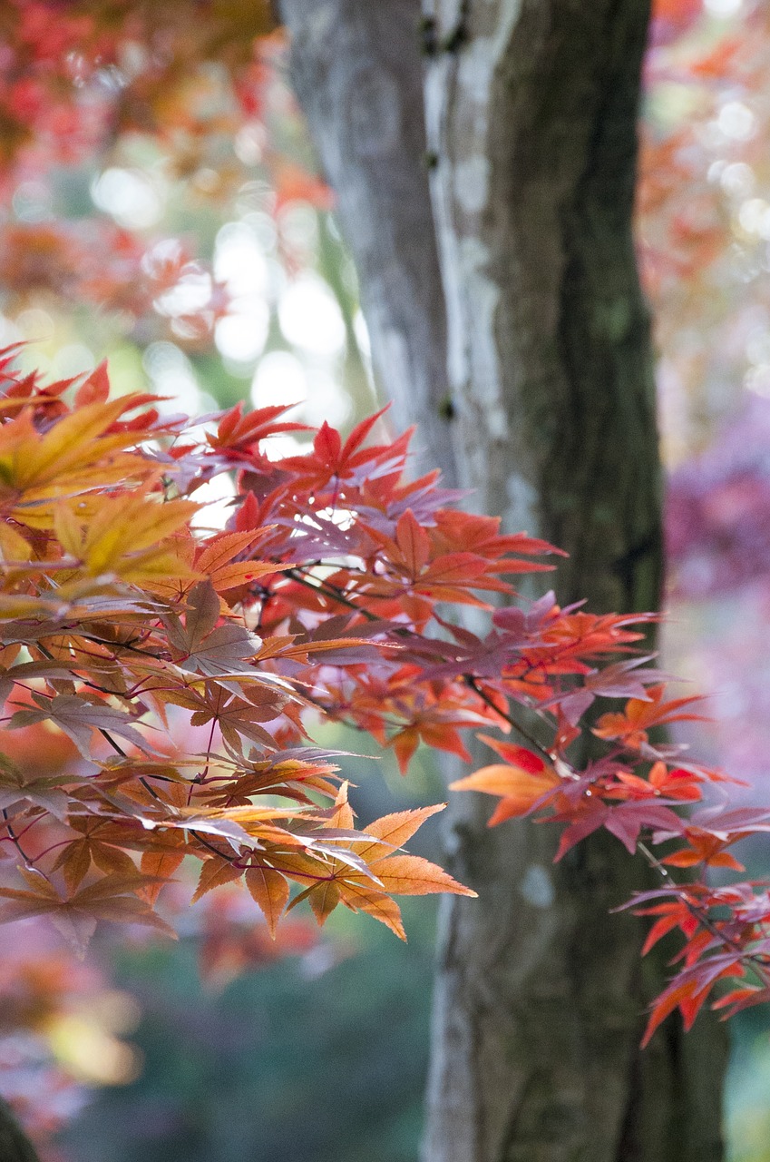 japanese  maple  autumn free photo