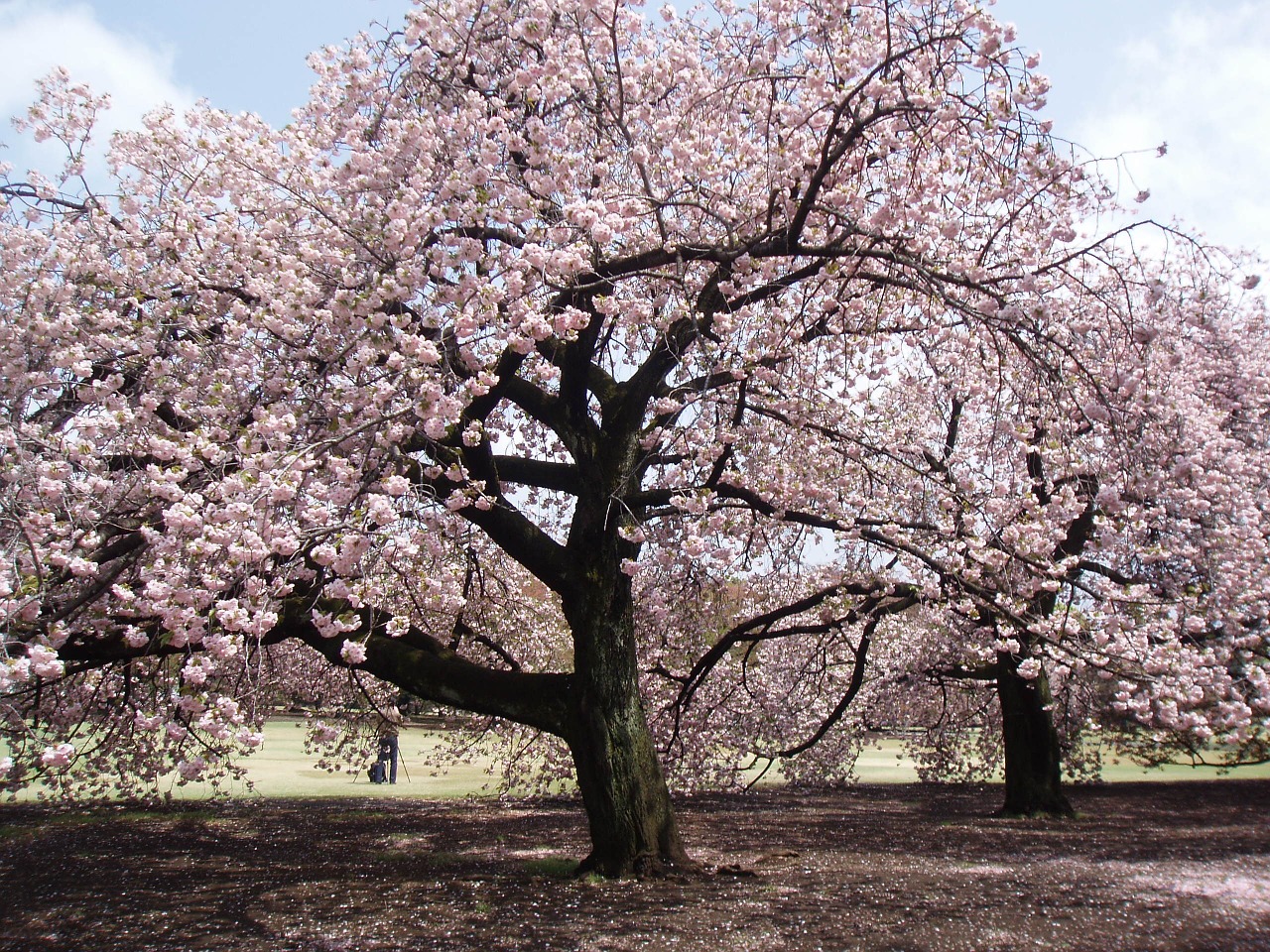 japanese blossom tree free photo