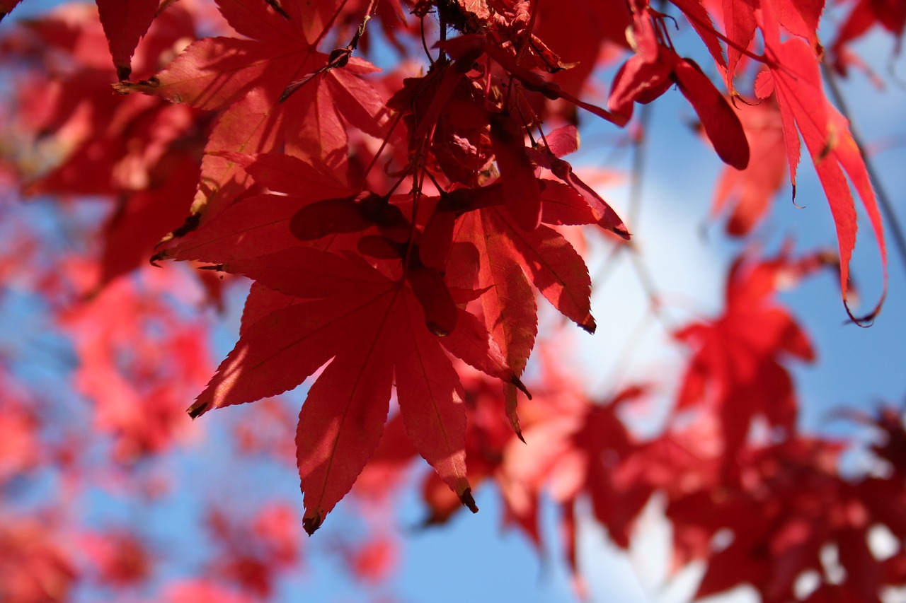 japanese acer tree  autumn leaves  red free photo