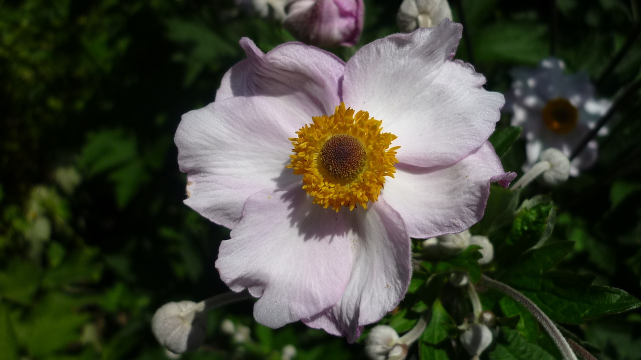 japanese anemone bright pink a lot of flowering shrub free photo