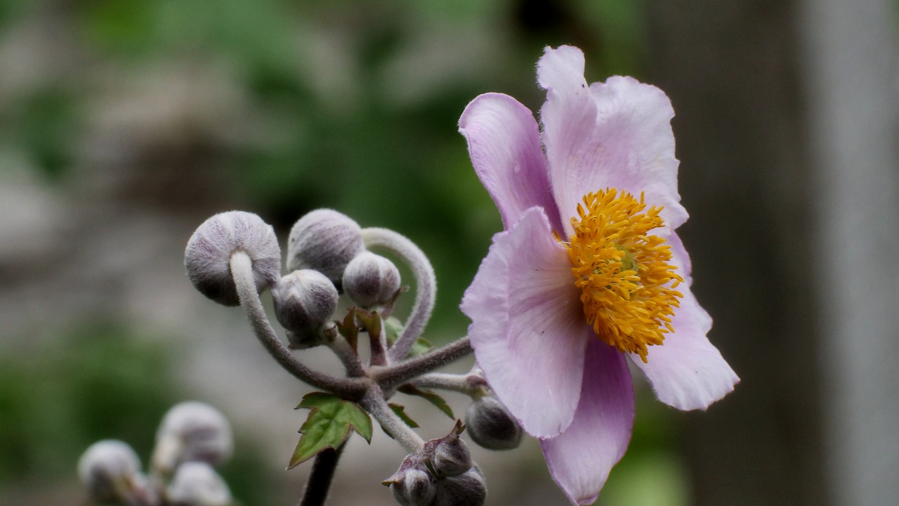 japanese anemone flowers garden free photo