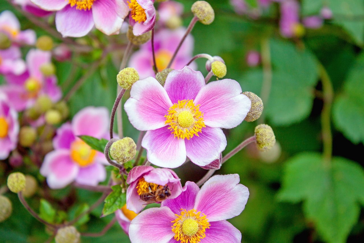 japanese anemone  flower  pink free photo