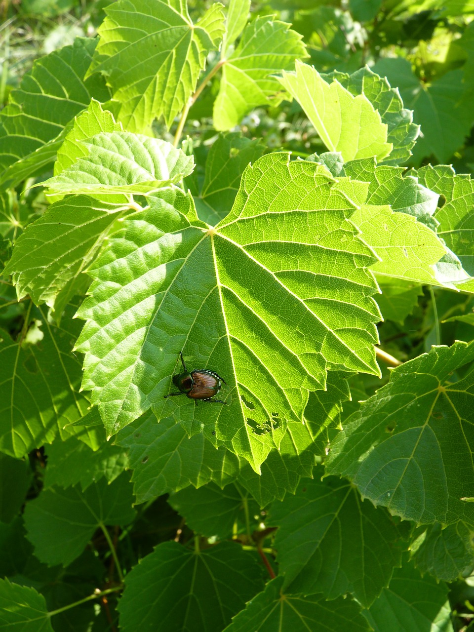 japanese beetle beetle wild grape free photo
