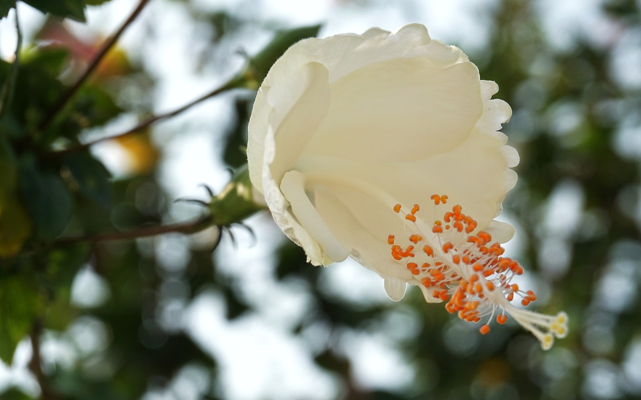 japanese camellia camellia white free photo