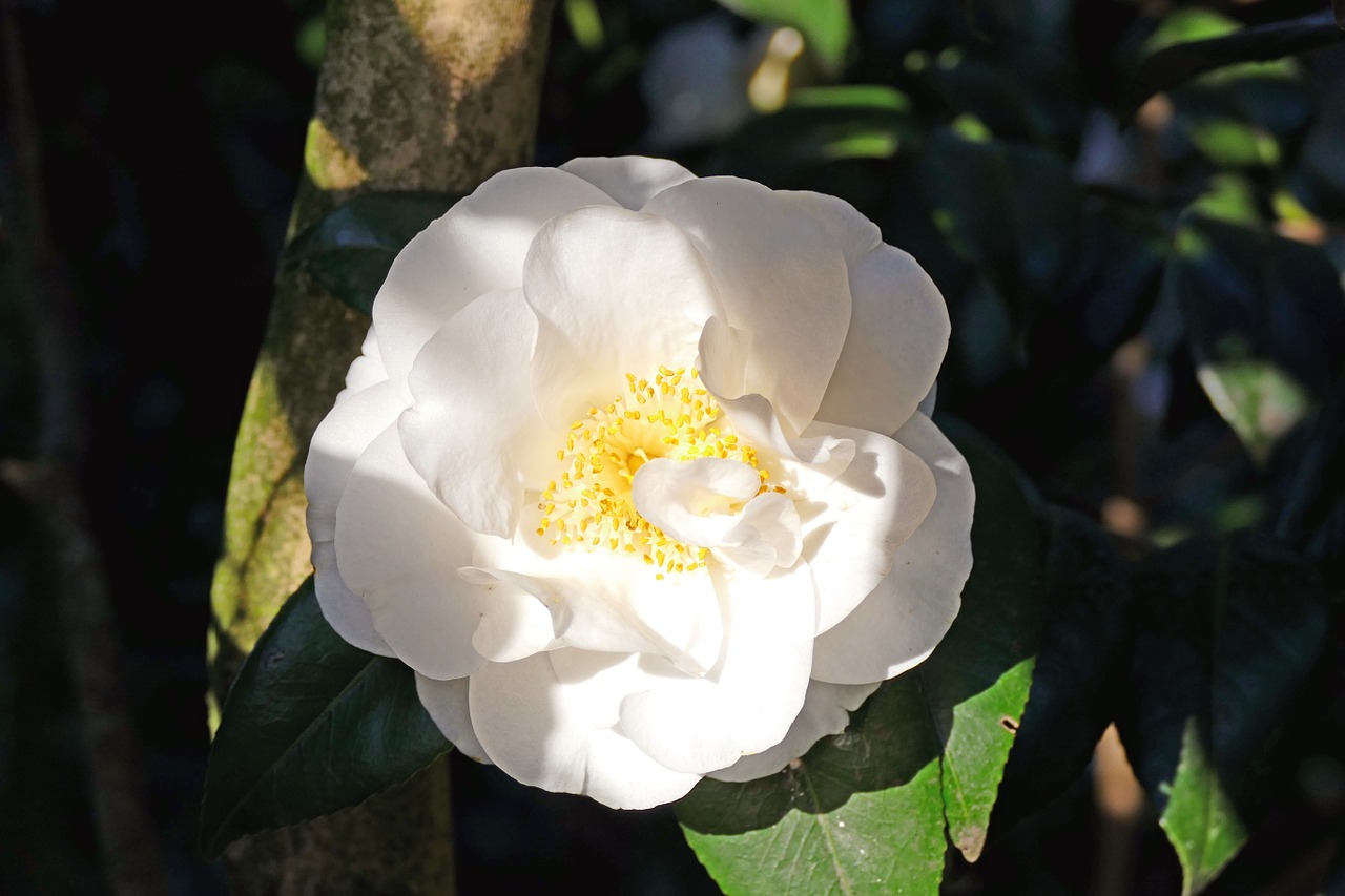 japanese camellia white large blooms free photo
