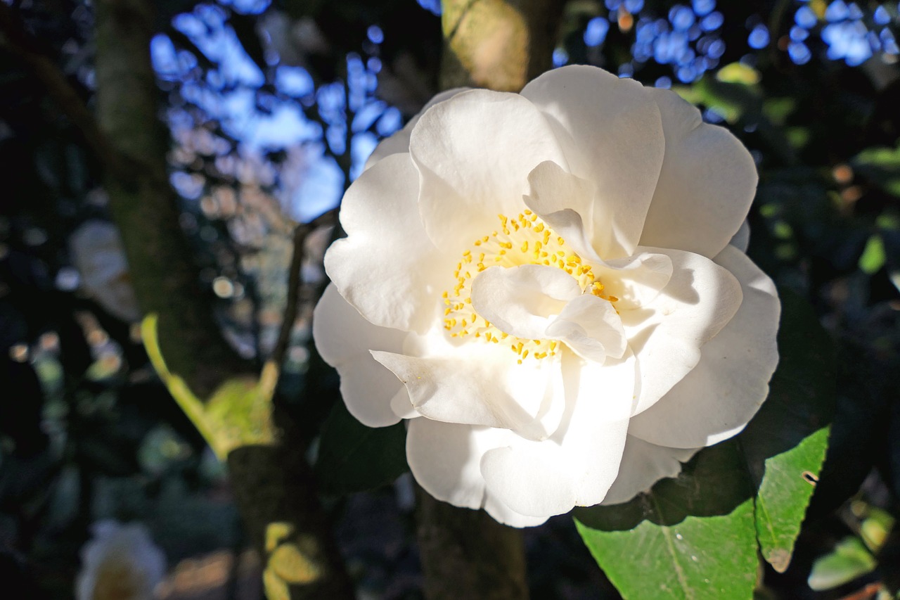 japanese camellia white large blooms free photo