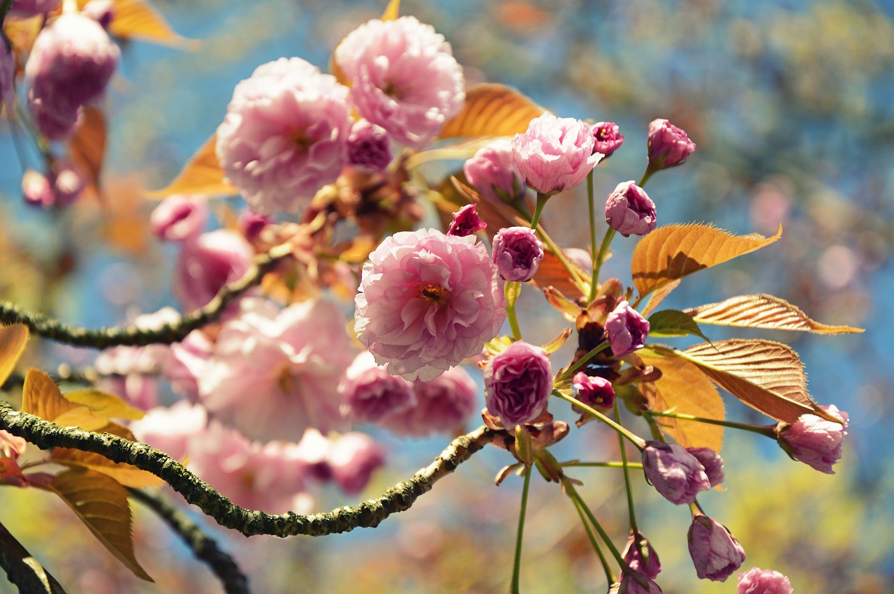 japanese carnation cherry  japanese flowering cherry  prunus free photo
