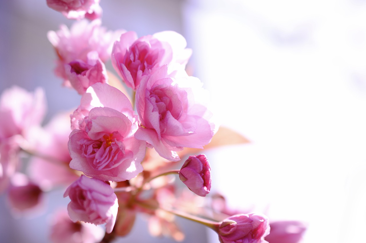 japanese carnation cherry  japanese flowering cherry  cherry blossom free photo