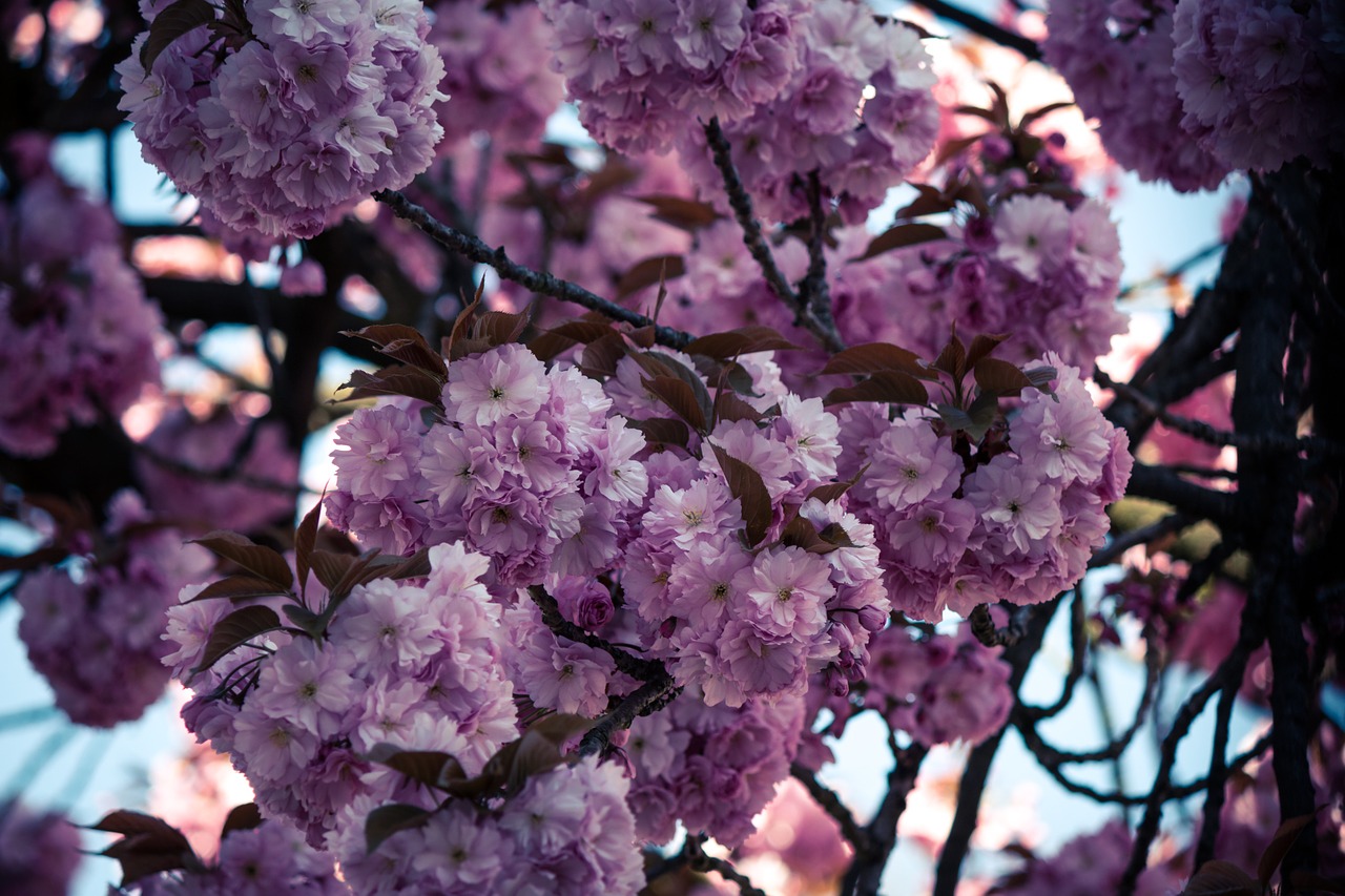 japanese cherry prunus serrulata tree free photo