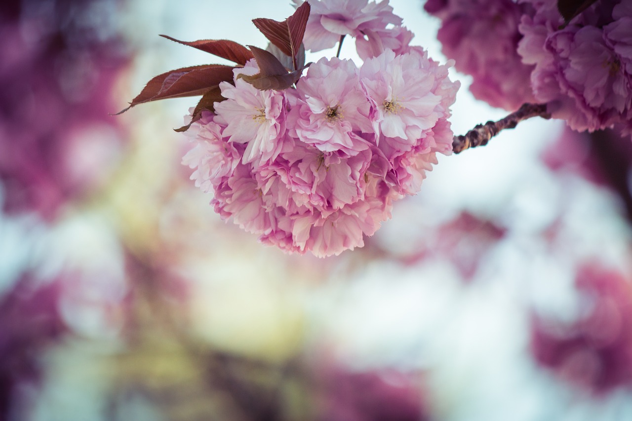 japanese cherry prunus serrulata tree free photo