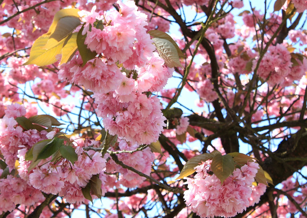 japanese cherry spring blossom free photo
