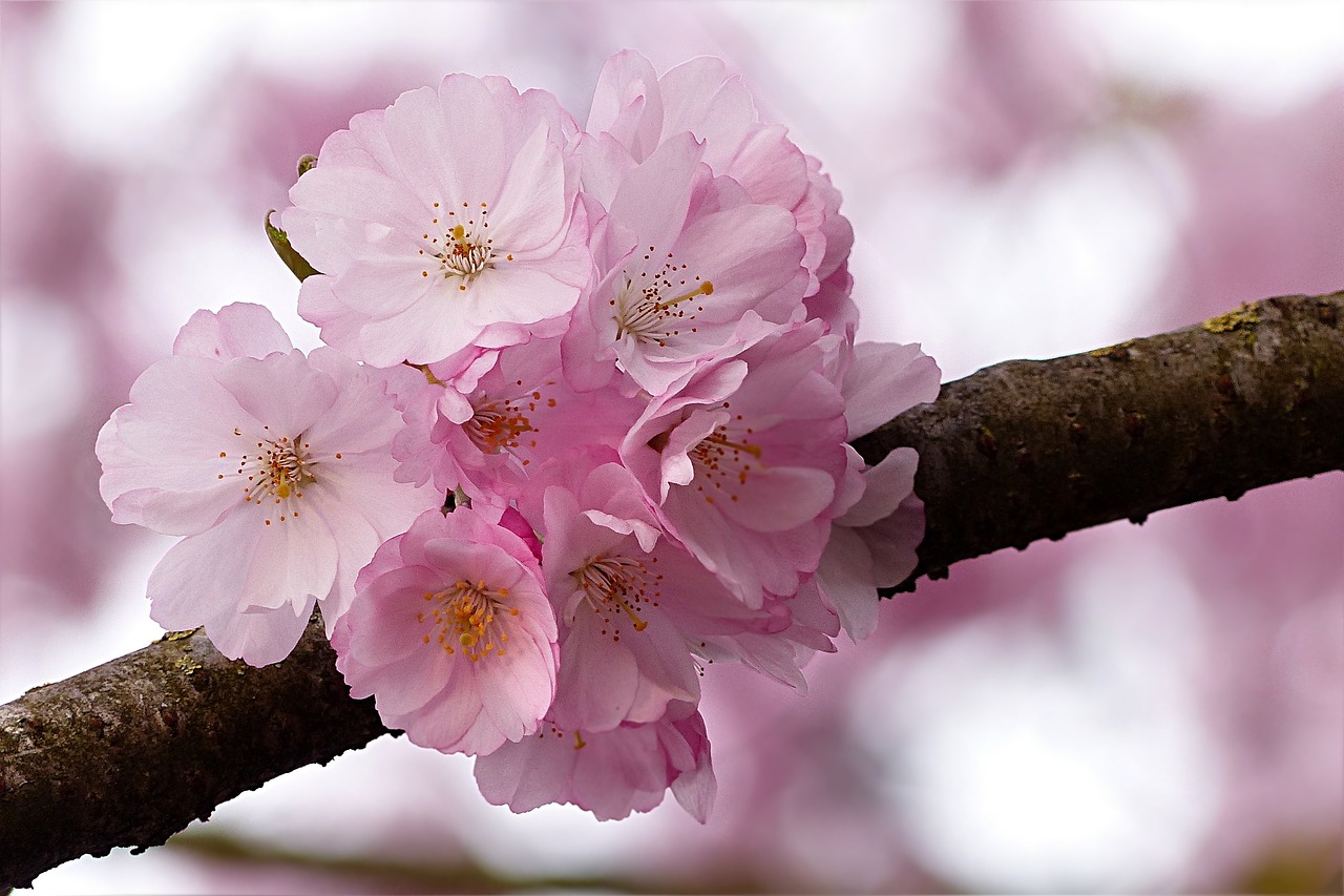 japanese cherry pink tree free photo