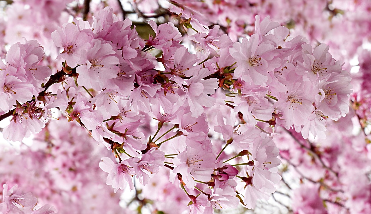 japanese cherry pink tree free photo