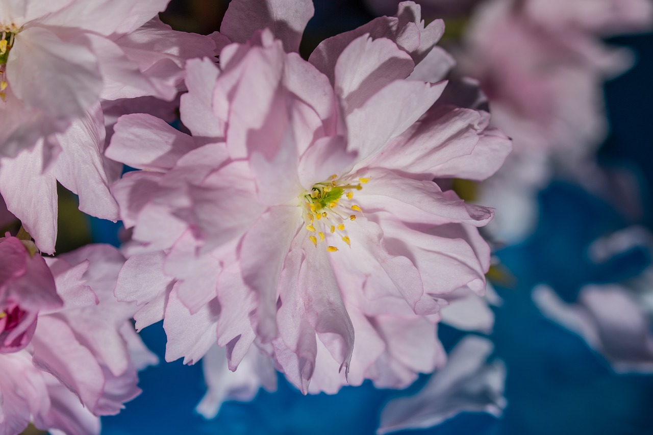 japanese cherry blossom bloom free photo
