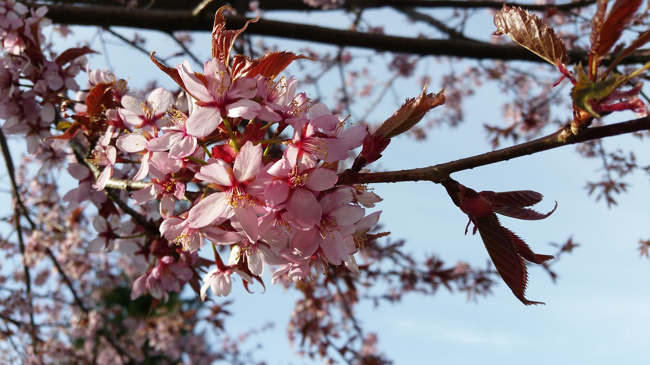 japanese cherry cherry flowers free photo