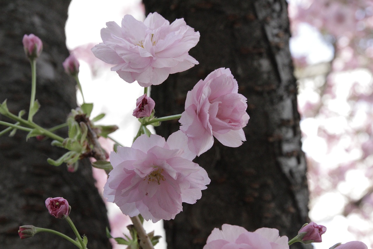 japanese cherry tree vienna free photo