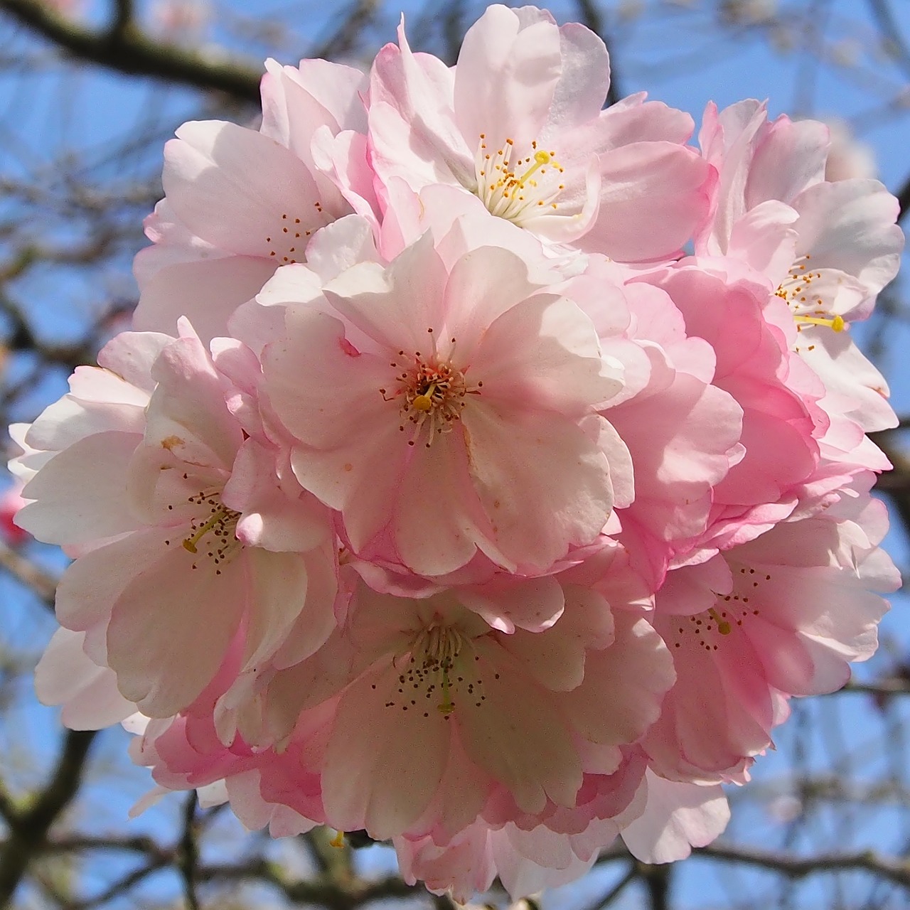 japanese cherry  flowers  umbels free photo