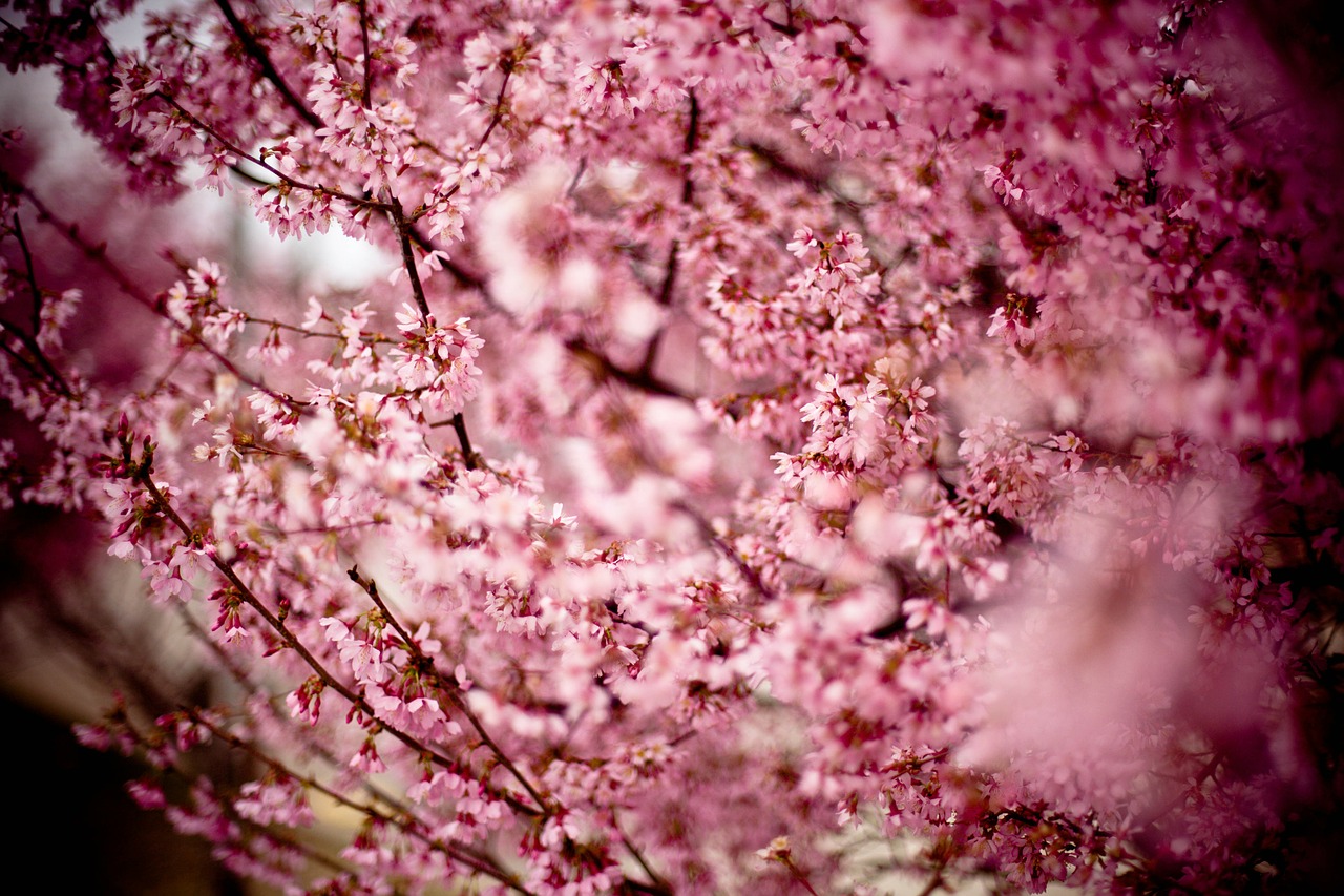japanese cherry prunus serrulata hill cherry free photo