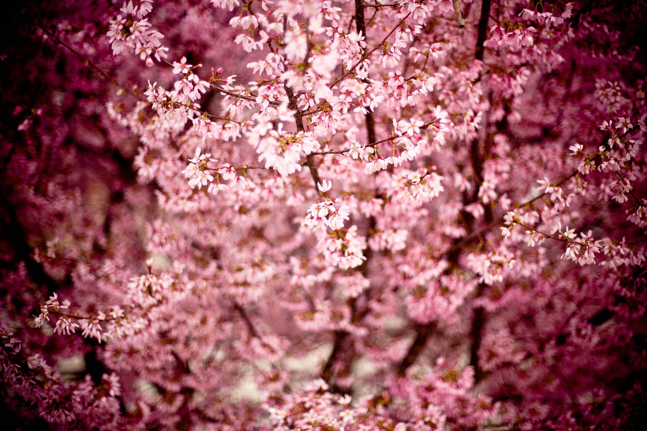japanese cherry prunus serrulata hill cherry free photo