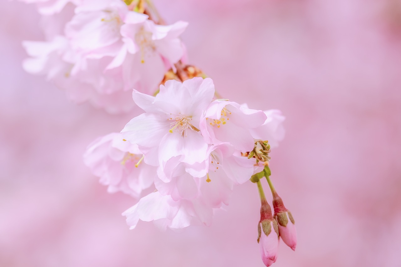 japanese cherry  tree  spring free photo