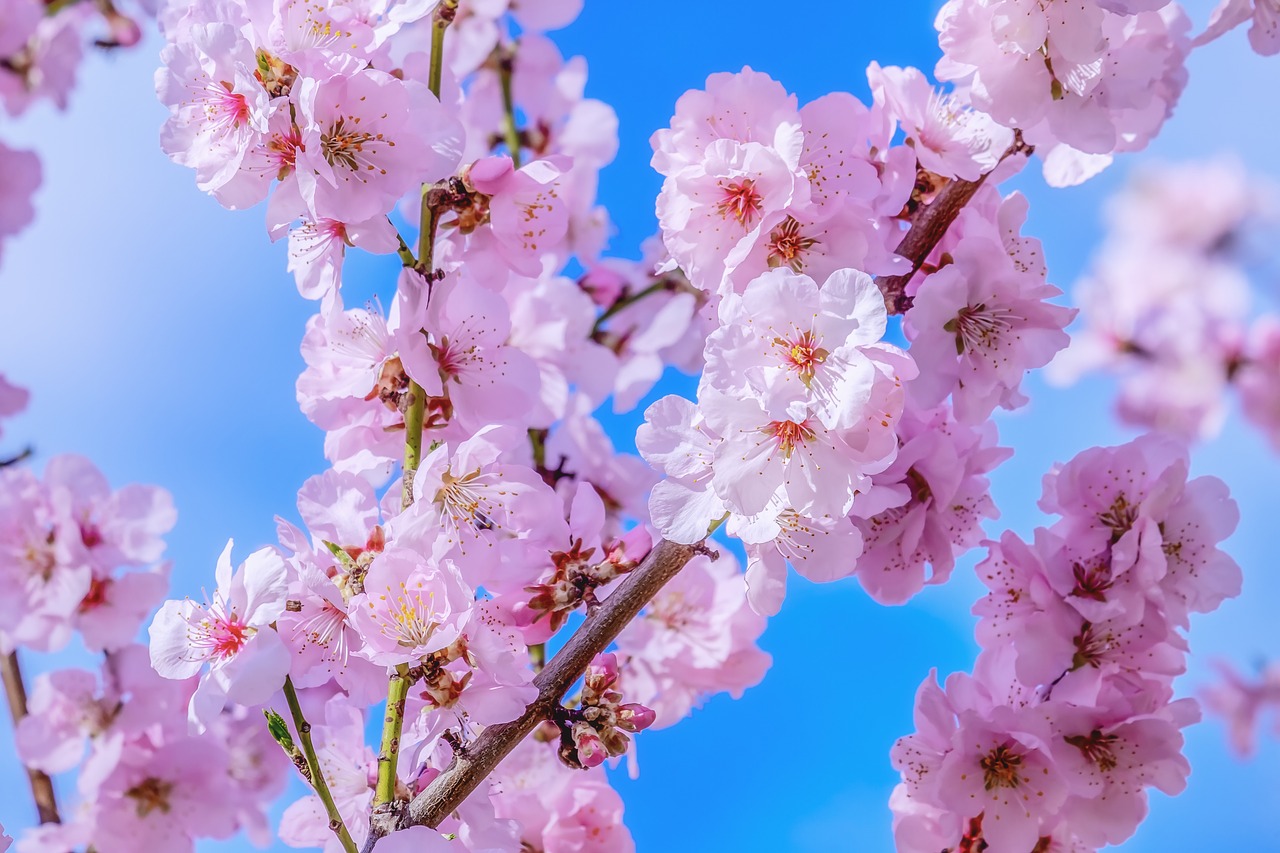 japanese cherry  tree  spring free photo