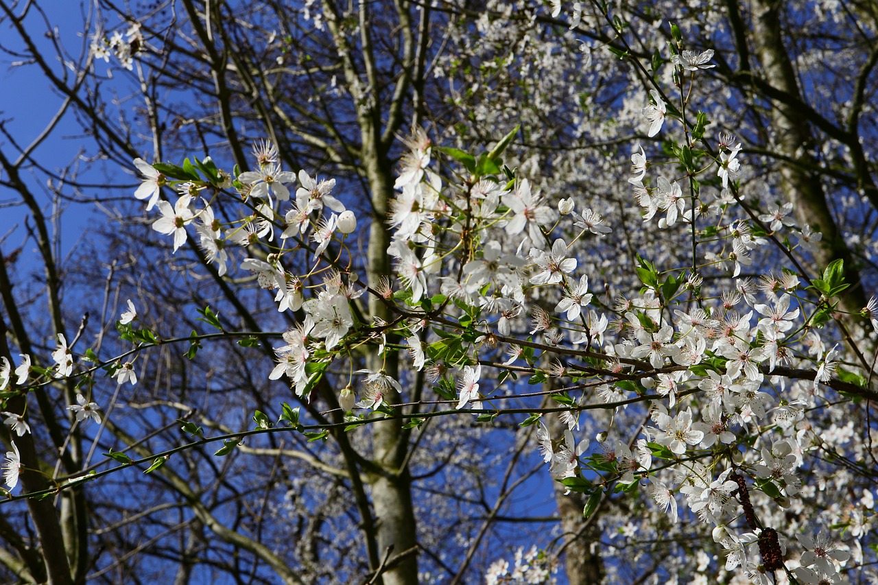 japanese cherry  tree  spring free photo