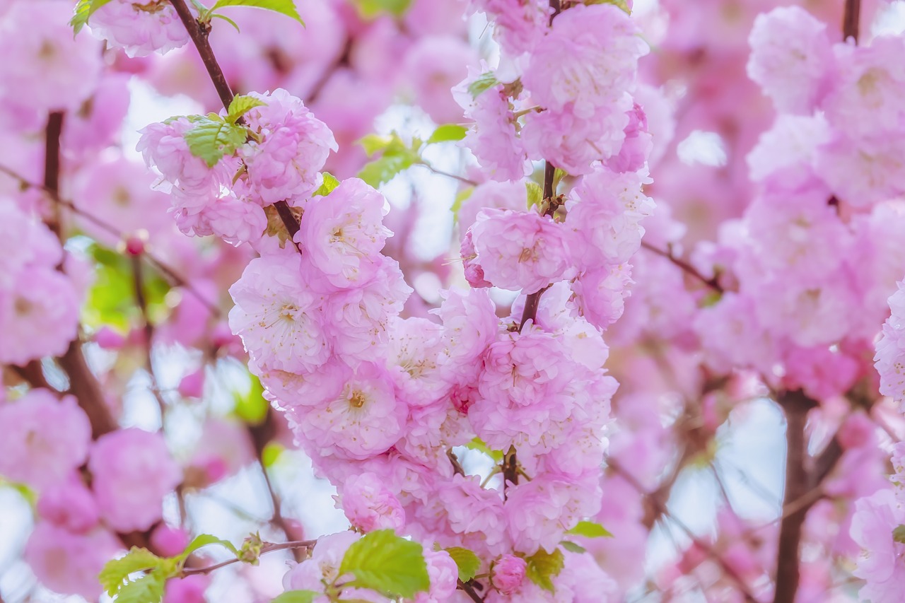 japanese cherry  tree  spring free photo