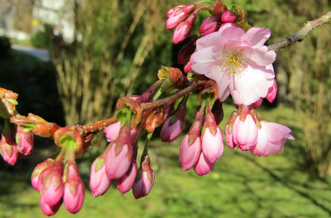 japanese cherry  spring  pink free photo