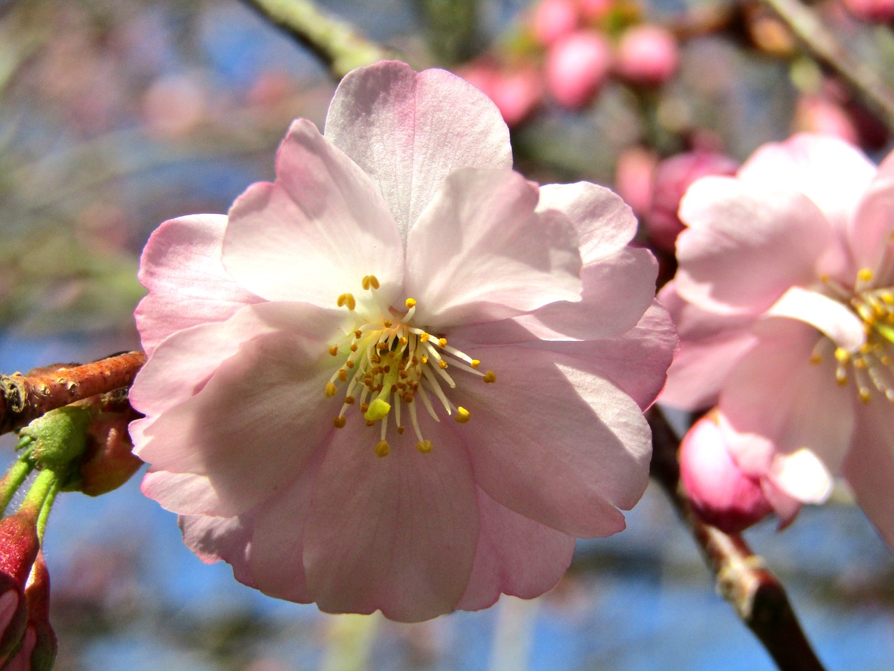 japanese cherry  spring  pink free photo