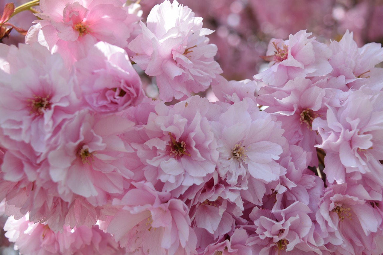 japanese cherry  blossom  bloom free photo