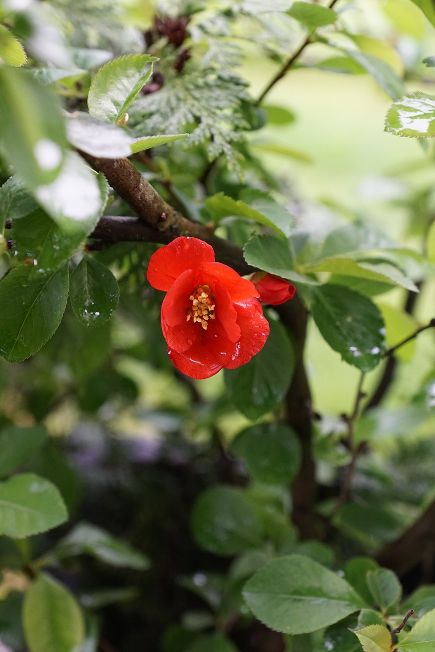 japanese cherry leaf tree free photo