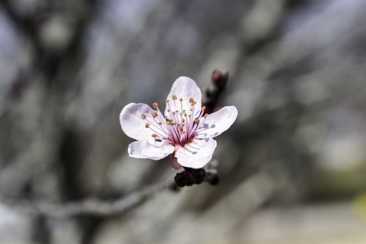 japanese cherry blossom flower tree free photo