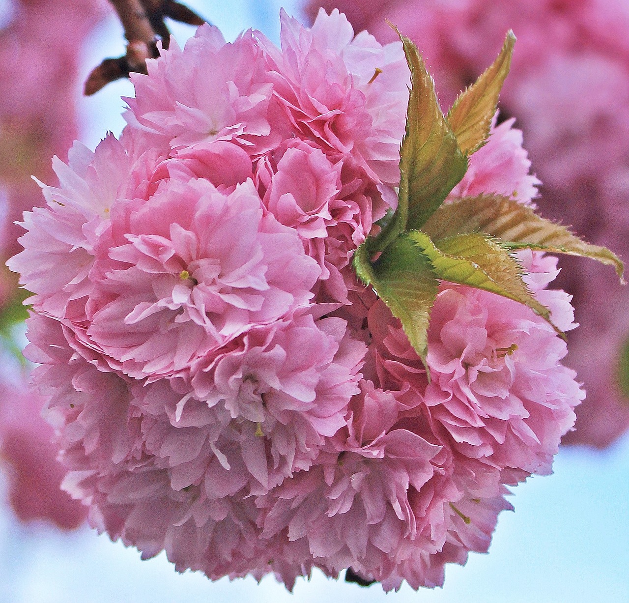 japanese cherry blossom japanese cherry trees tree free photo