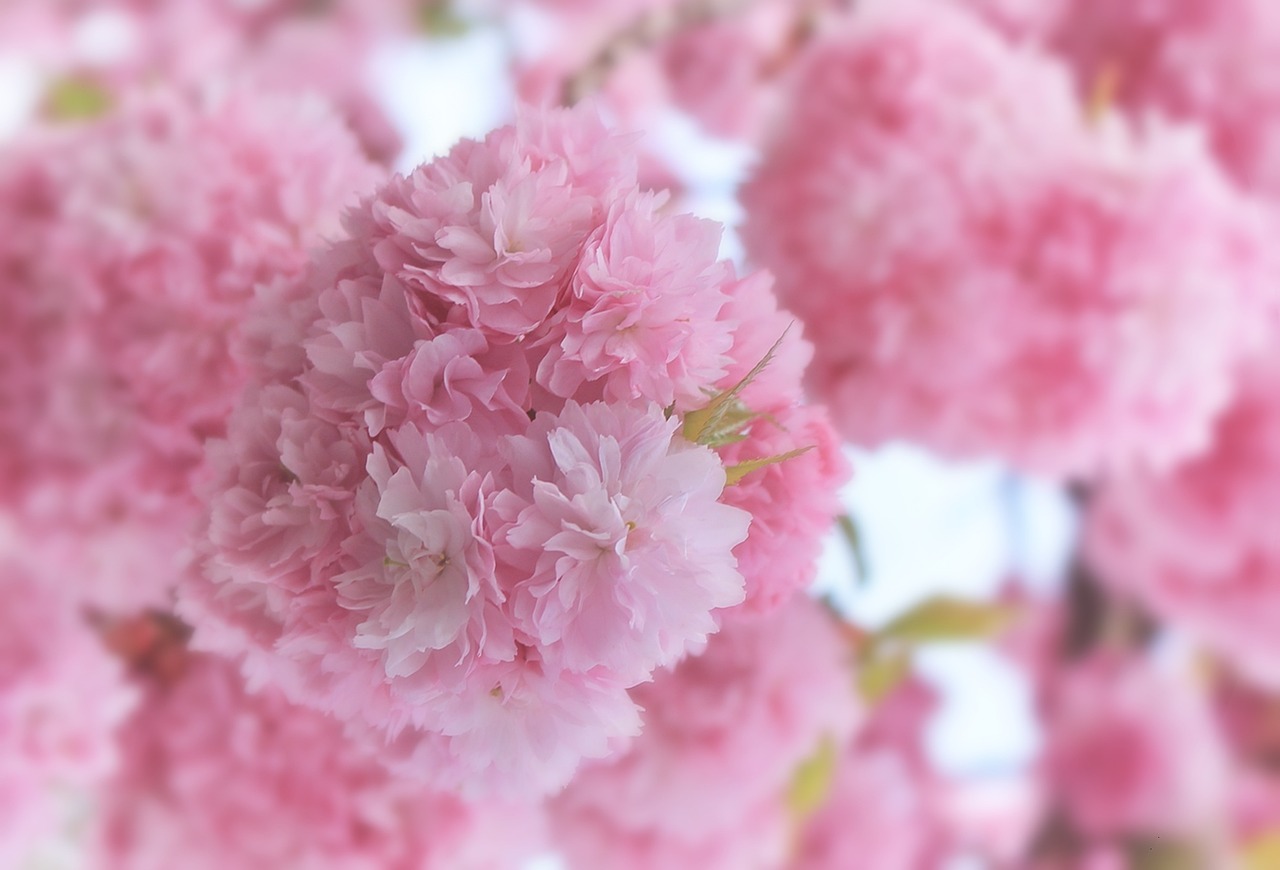 japanese cherry blossom japanese cherry spring free photo