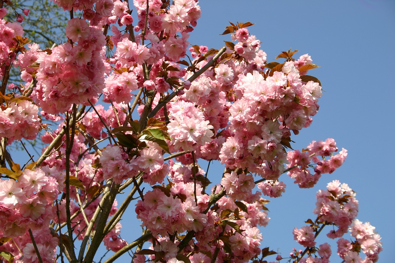 japanese cherry blossom  garden  ornamental cherry free photo