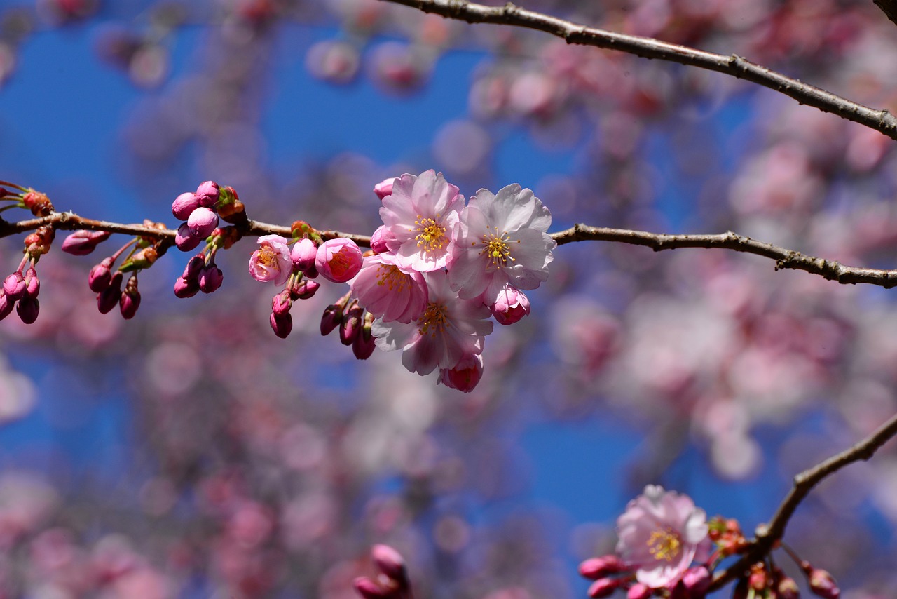 japanese cherry blossom  cherry blossom  tree free photo