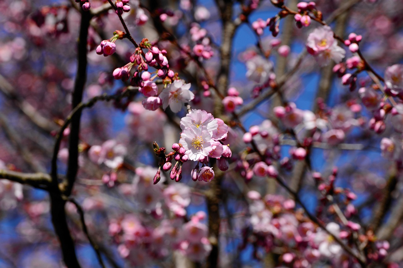 japanese cherry blossom  cherry blossom  tree free photo
