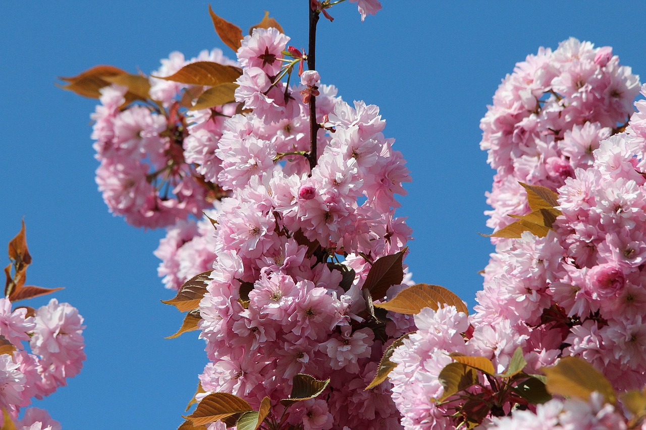 japanese cherry blossom prunus serrulata ornamental cherry free photo