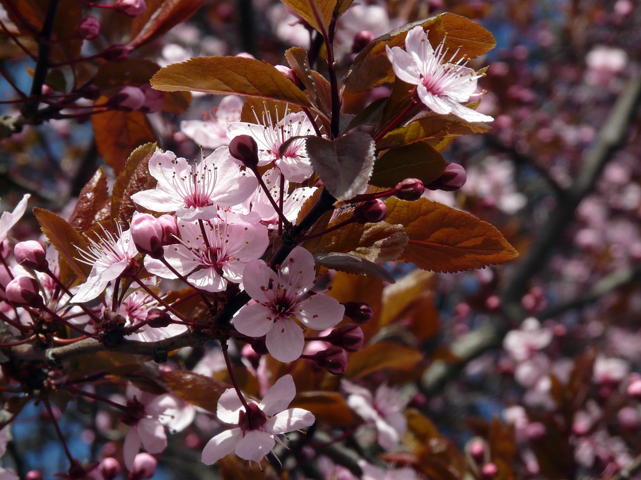 japanese cherry blossom cherry blossom spring free photo