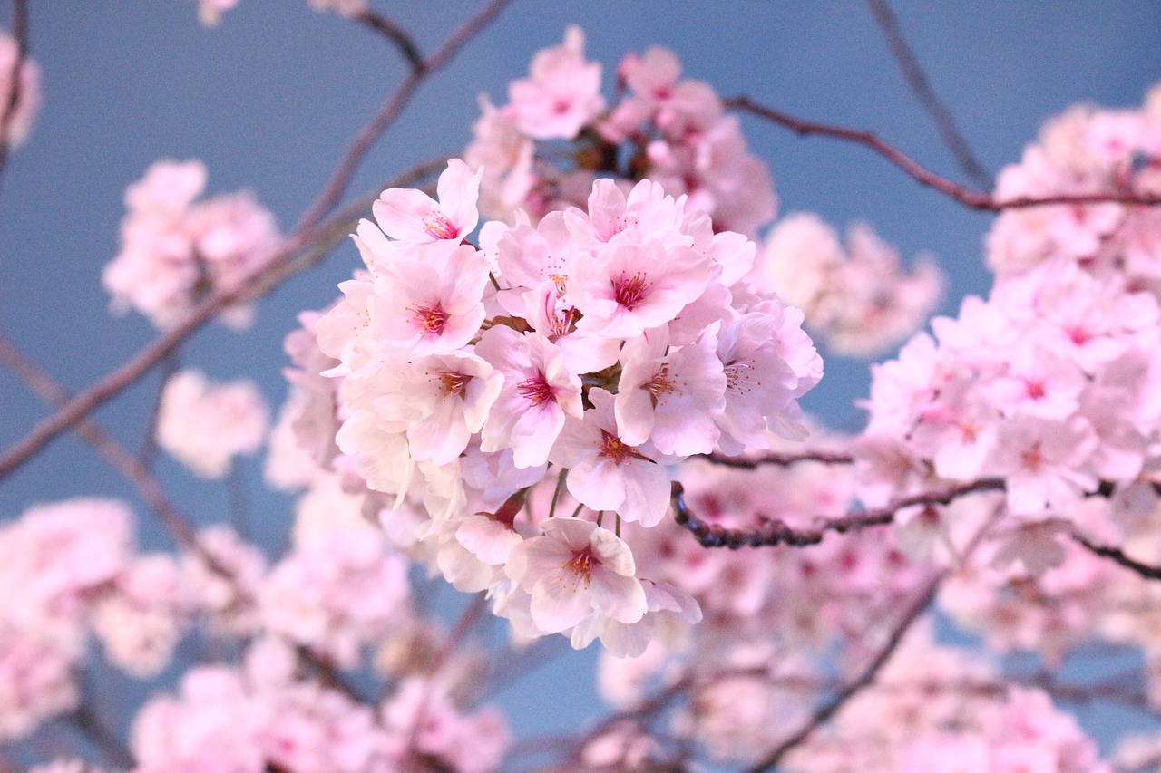 japanese cherry blossom tree  flowers  wood free photo