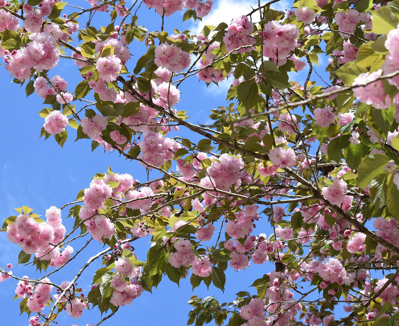 japanese cherry blossoms japanese cherry tree tree free photo