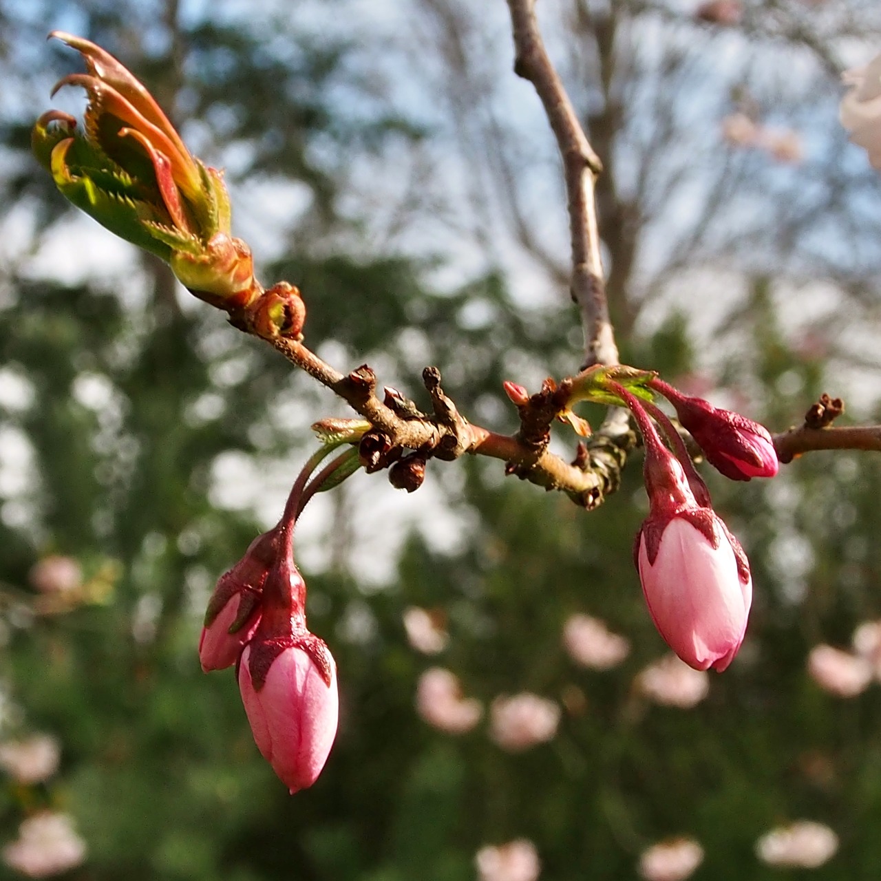 japanese cherry blossoms  bud  background umbels free photo