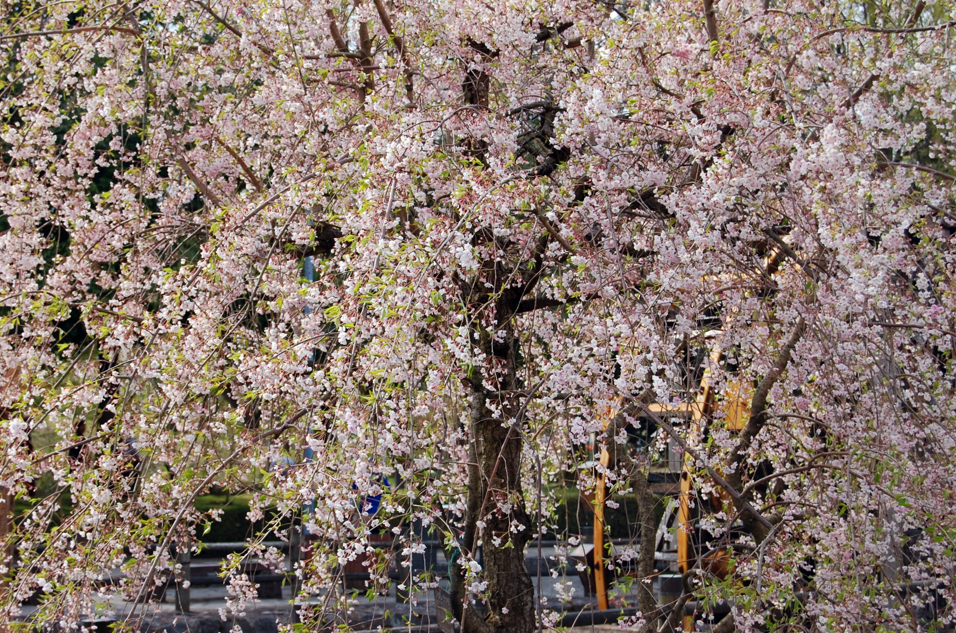 sakura cherry blossom free photo