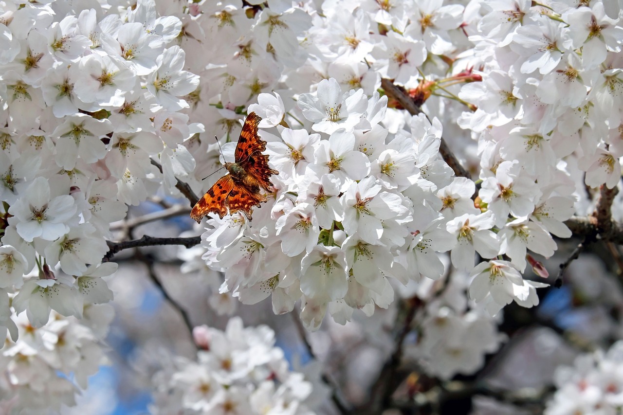 japanese cherry trees flowers white free photo