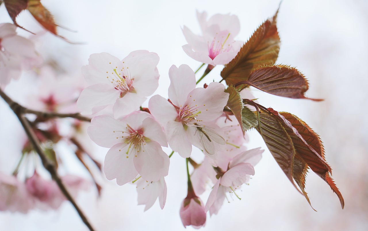 japanese cherry trees japanese flowering cherry spring flower free photo