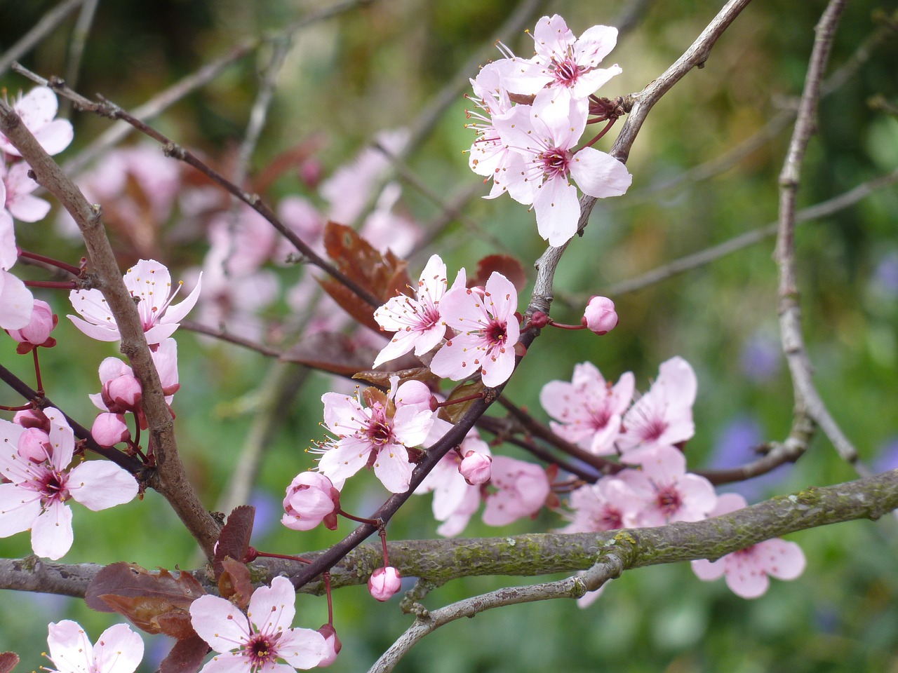 japanese cherry trees pink flower pink free photo