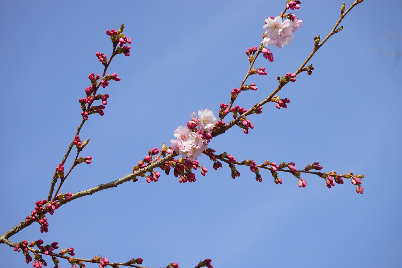 japanese cherry trees bud branch free photo