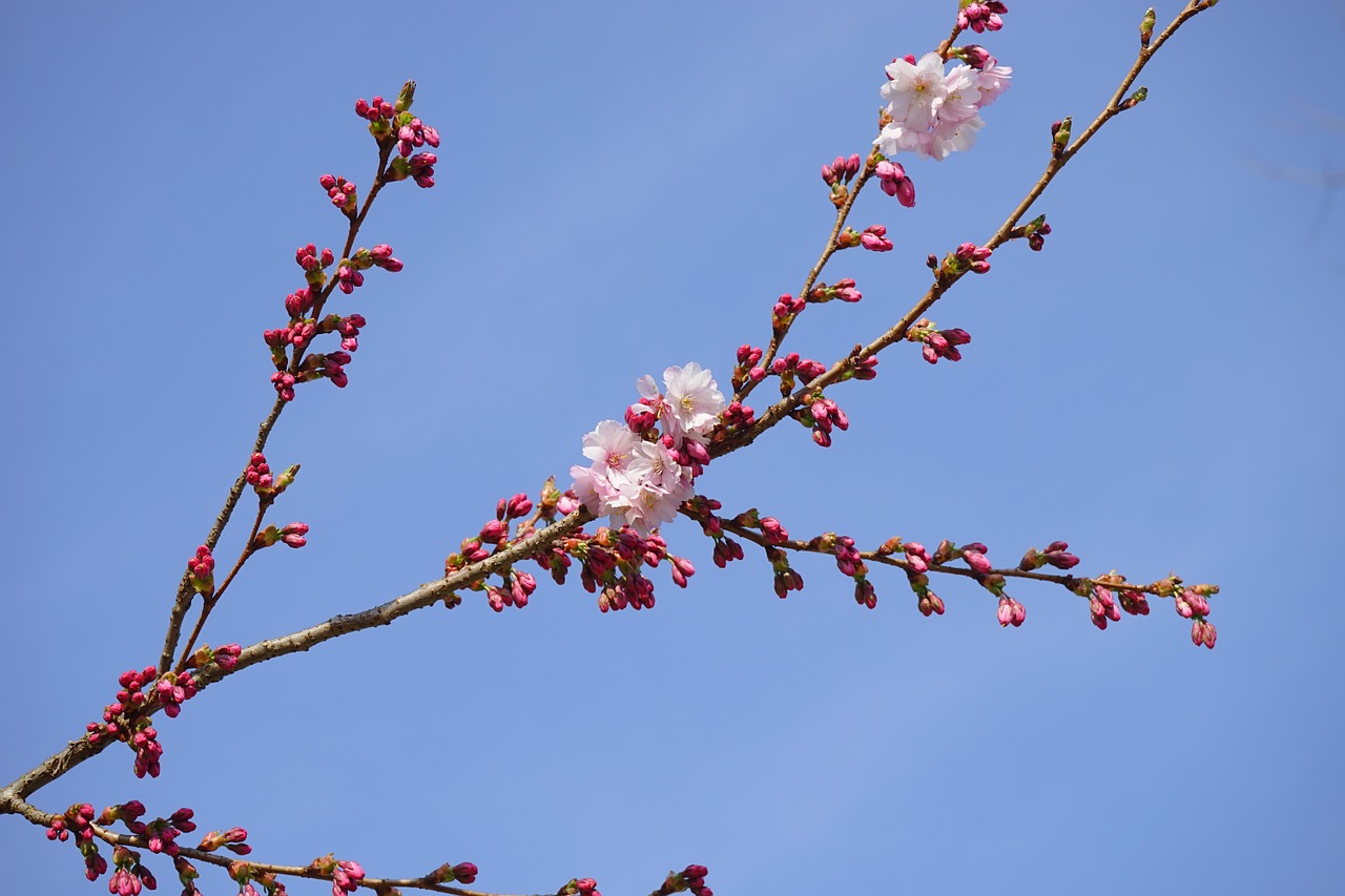 japanese cherry tree branch