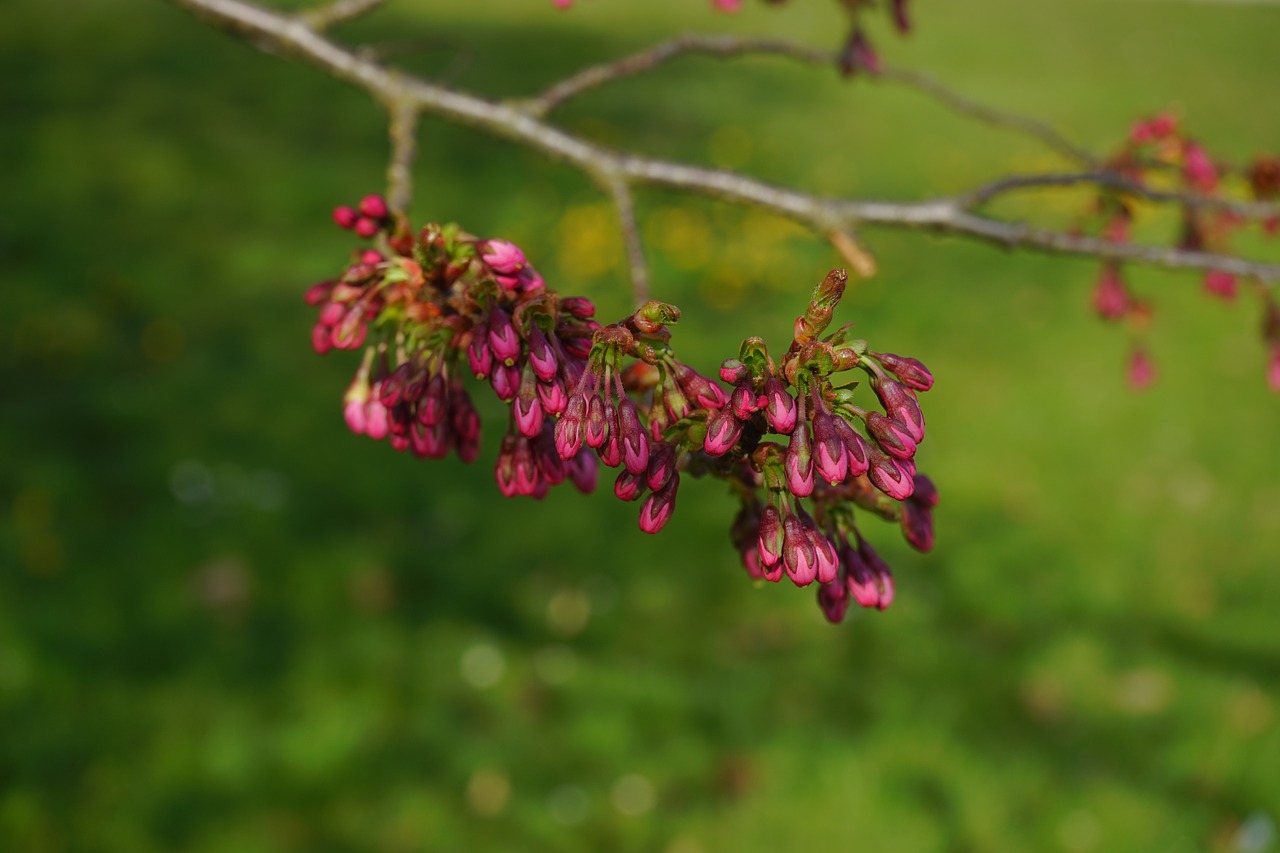 japanese cherry trees bud red free photo