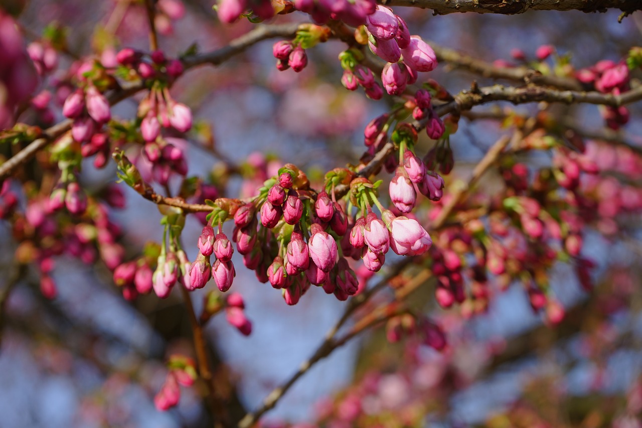 japanese cherry trees bud flowers free photo